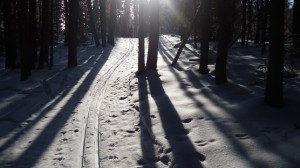 Path through the trees